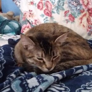 Meet your Posher, Levi j